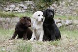 LABRADOR 867